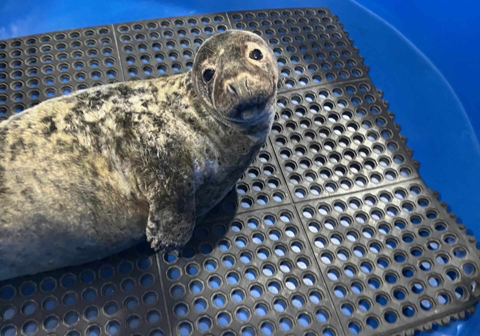 grey seal--Franklin Gothic