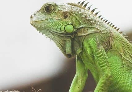 iguana-7081261_640
