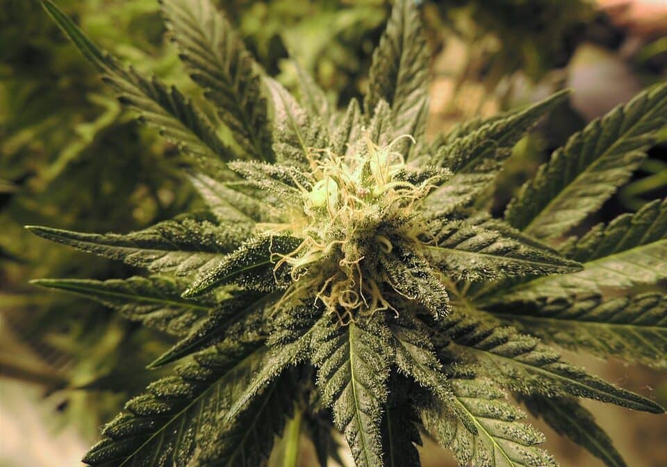 marijuana-1281542_960_720