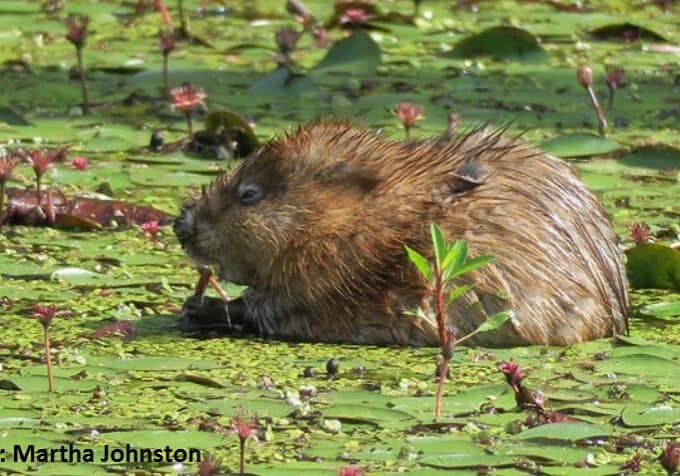 Image courtesy MD Natural Resources