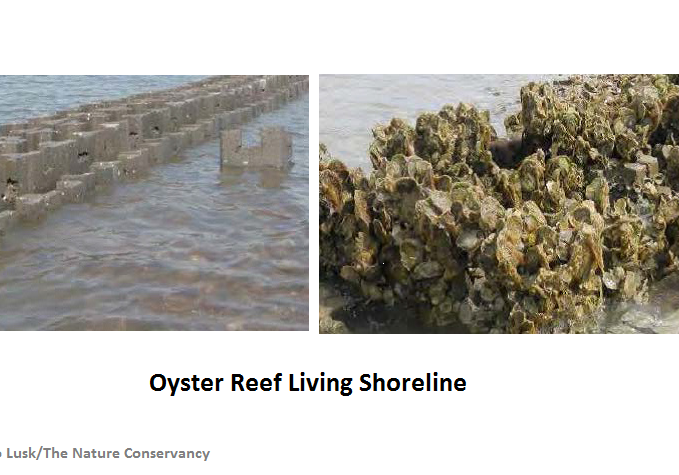 oyster reef living shoreline
