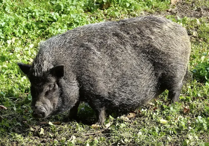 potbellied pig