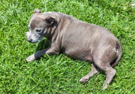 robertwaghorn-dog-2909558_640