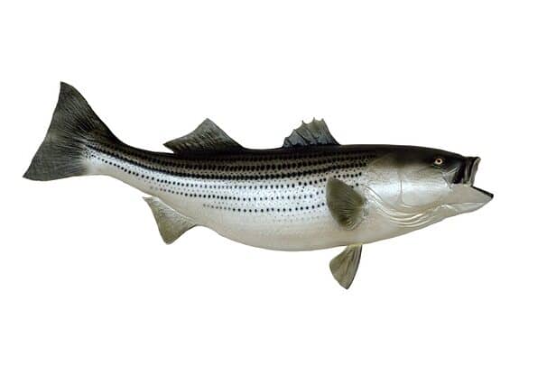 striped-bass-1620075_640