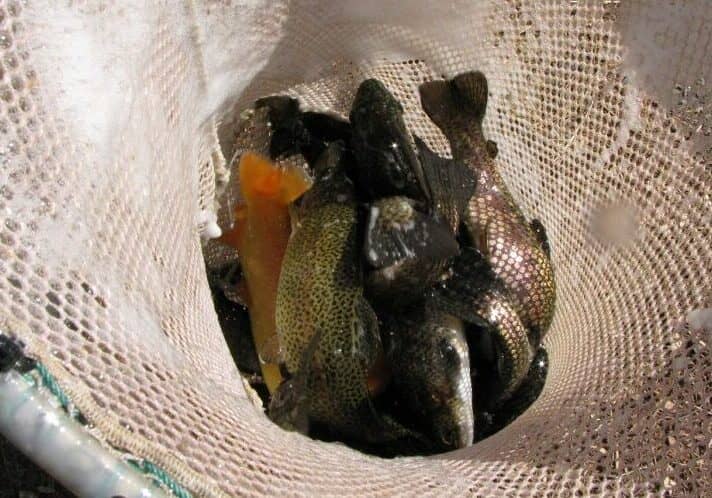rout being stocked last year for the 2020 downstate pond trout season. Only Newton Pond near Greenwood will have trout stocked this year. Photo courtesy DNREC