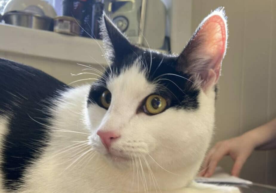 "Moo" is available for adoption at Delaware SPCA