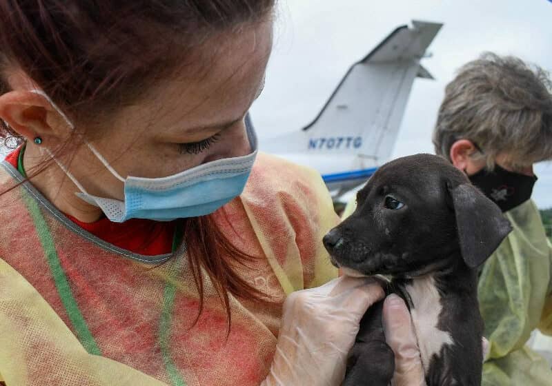 Photo courtesy of Brandywine Valley SPCA